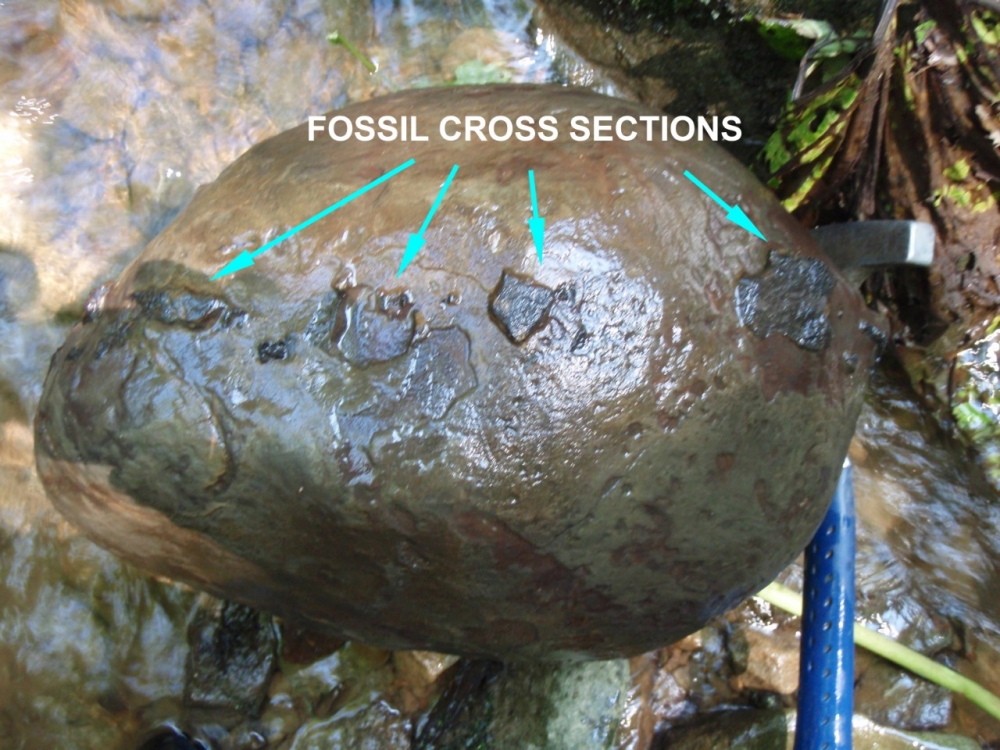 new fossil discovery