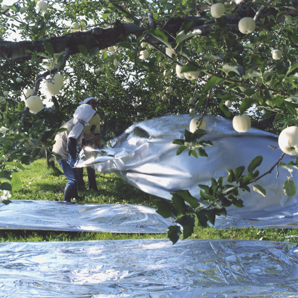 Cornell University - Apple bagging at the Cornell Orchards store today, the  first day of autumn. | Facebook