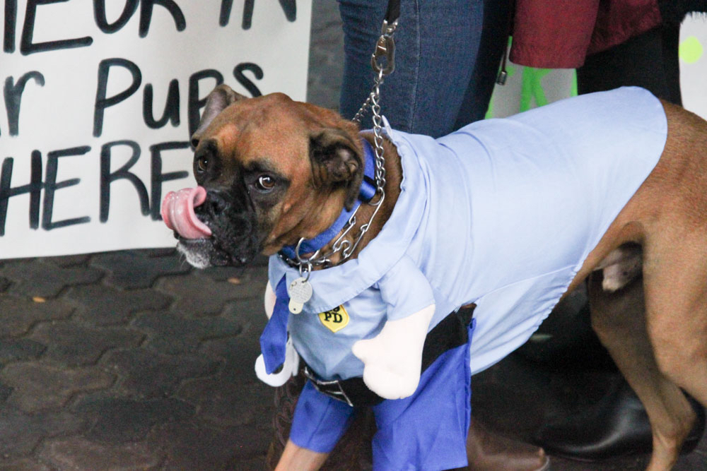 NFL Cincinnati Bearcats Dog Costumes