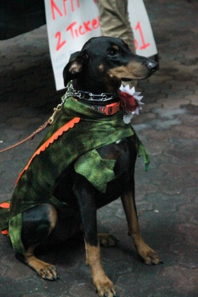 UC Doggies on Parade supporting Canines in the Military