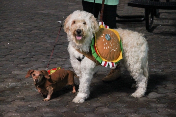 Two dogs dressed in Halloween costumes pose for a parade.