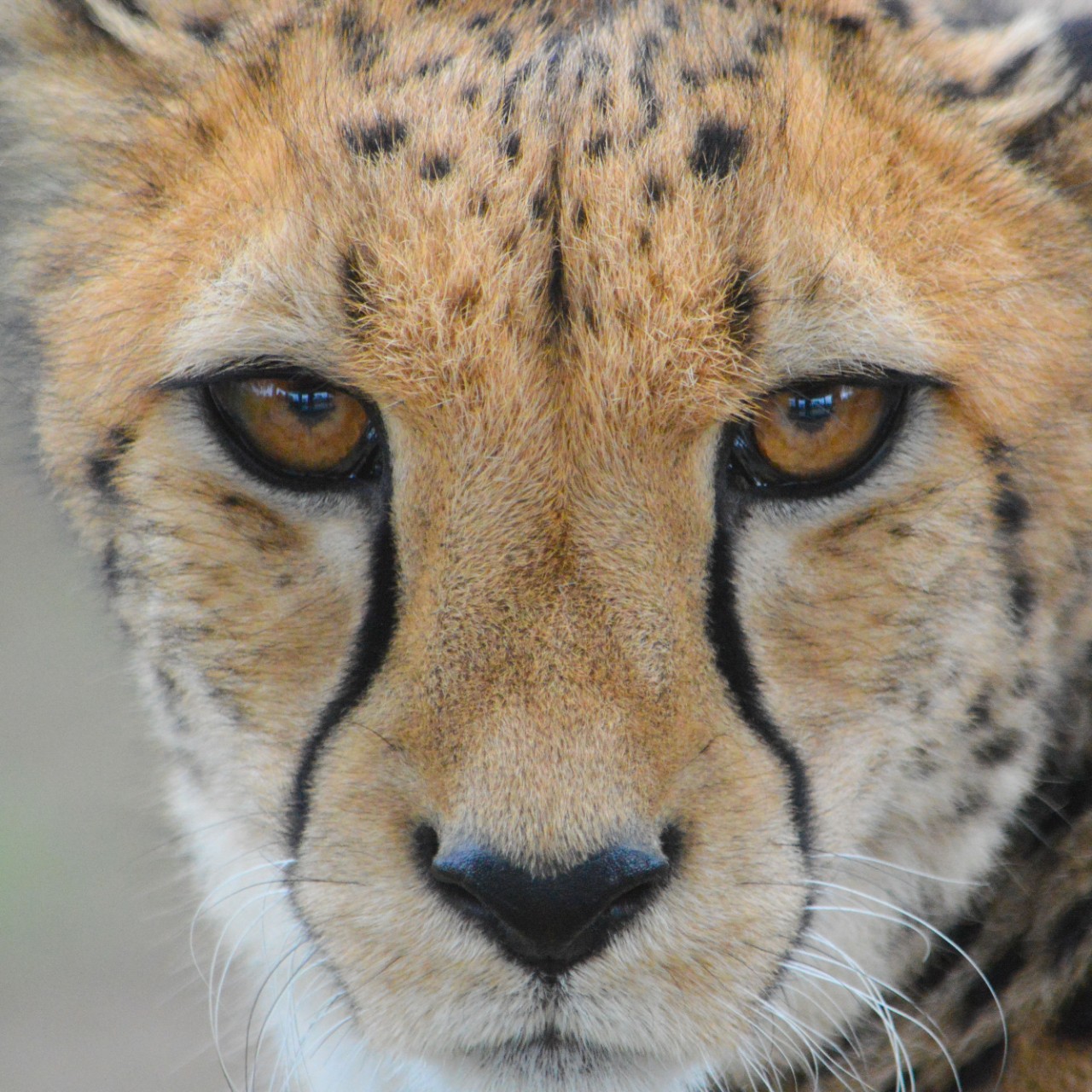 Cheetah. (Michael Miller)