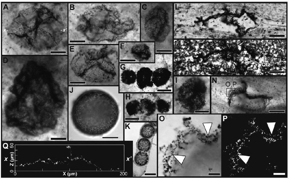 Several microscopic images of fossilized sulfur-oxidizing bacteria shown as dark, round spots within ancient rock. Slide/Andrew Czaja