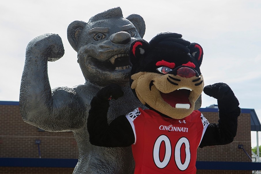 The University of Cincinnati mascot, the Bearcat, strikes a flexing pose next to a statue of the UC mascot in the same pose.
