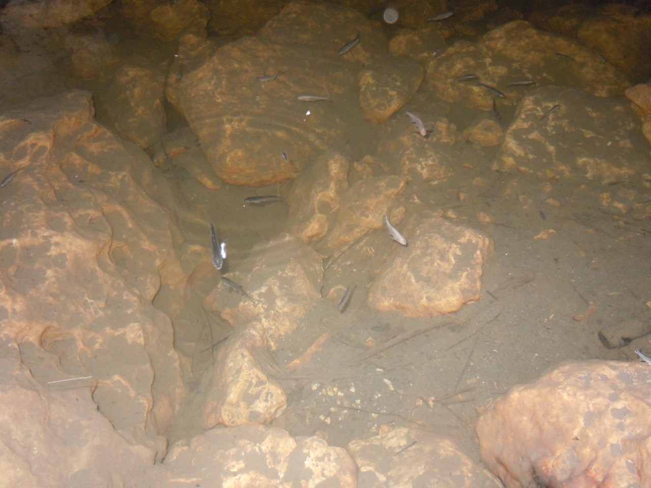 Cavefish inhabit shallow pools in the limestone caves of Mexico's Sierra del Abra Tanchipa.