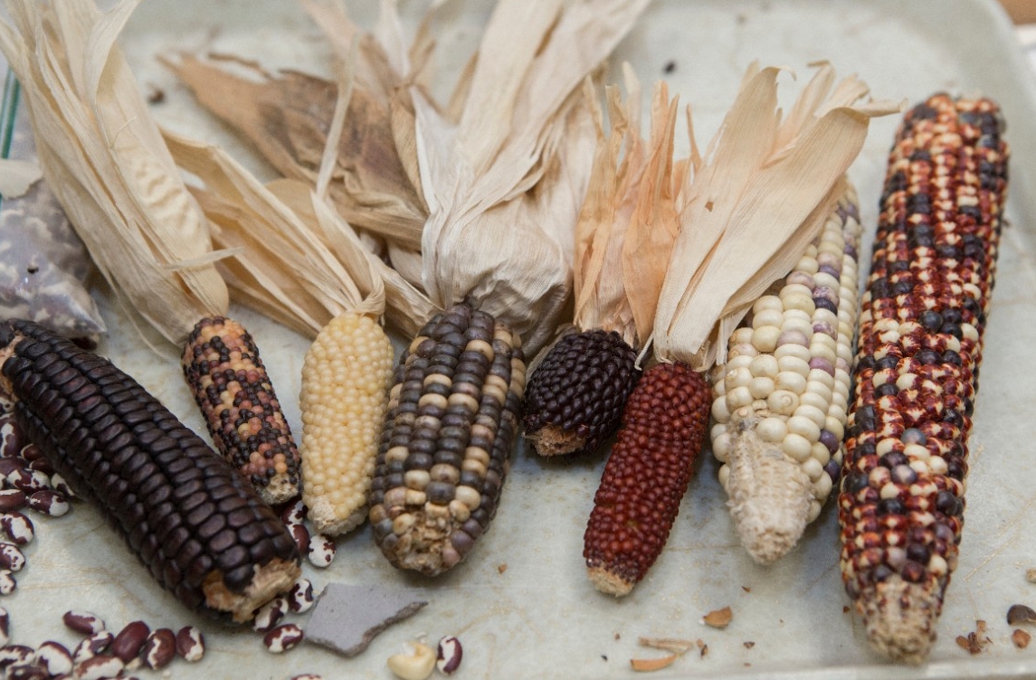 Species of corn found in the American Southwest.