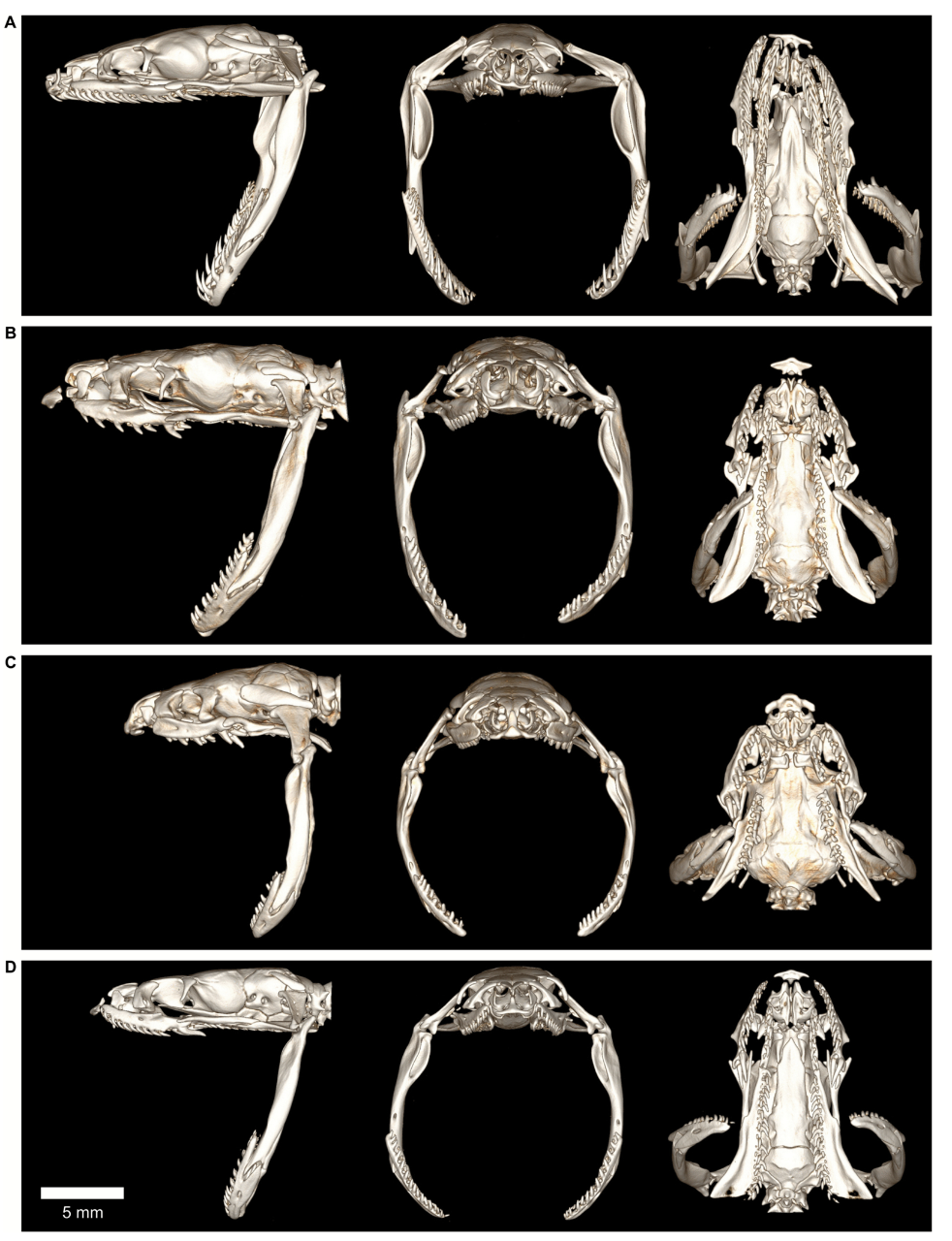 Computer tomography of homalopsid snake skulls in UC's Vontz Core Imaging Lab reveals the maximum gape of A. Cerberus schneiderii, B. Cantoria violacea, C. Fordonia leucobalia and D. Gerarda prevostiana. (Bruce Jayne)