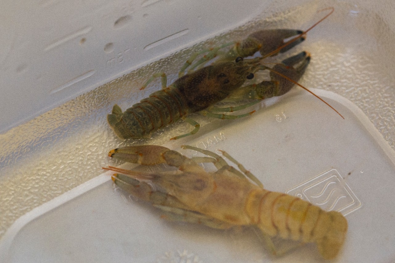 A light-colored crayfish has just molted next to a hardshell crayfish in UC's biology lab. UC biologist Bruce Jayne and his students are studying queen snakes, which eat crayfish that are soft from recently molting.