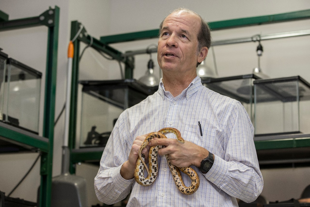 UC biology professor Bruce Jayne holds a colorful corn snake in his lab. Jayne's research has revealed many secrets about snake locomotion and behavior.