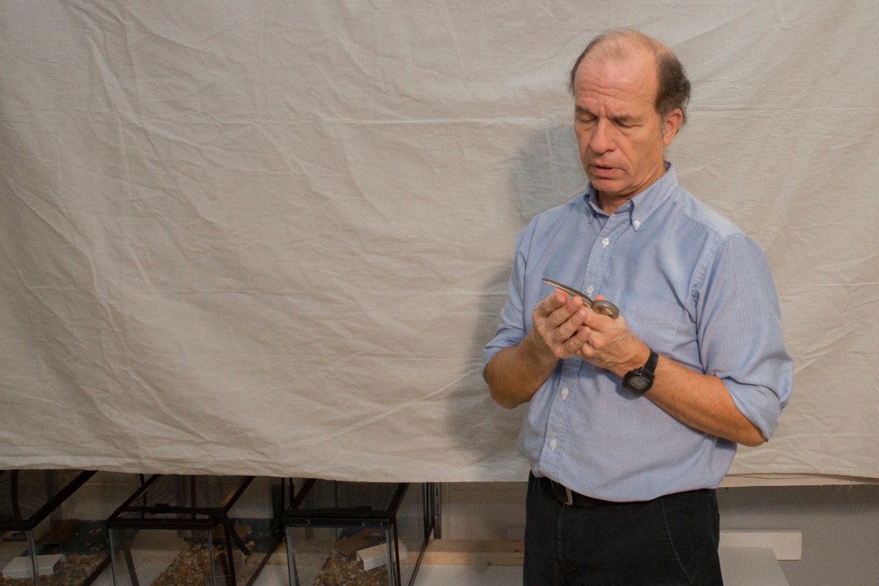 UC biology professor Bruce Jayne holds a queen snake in front of a studio backdrop he uses to record animal locomotion in his lab. 