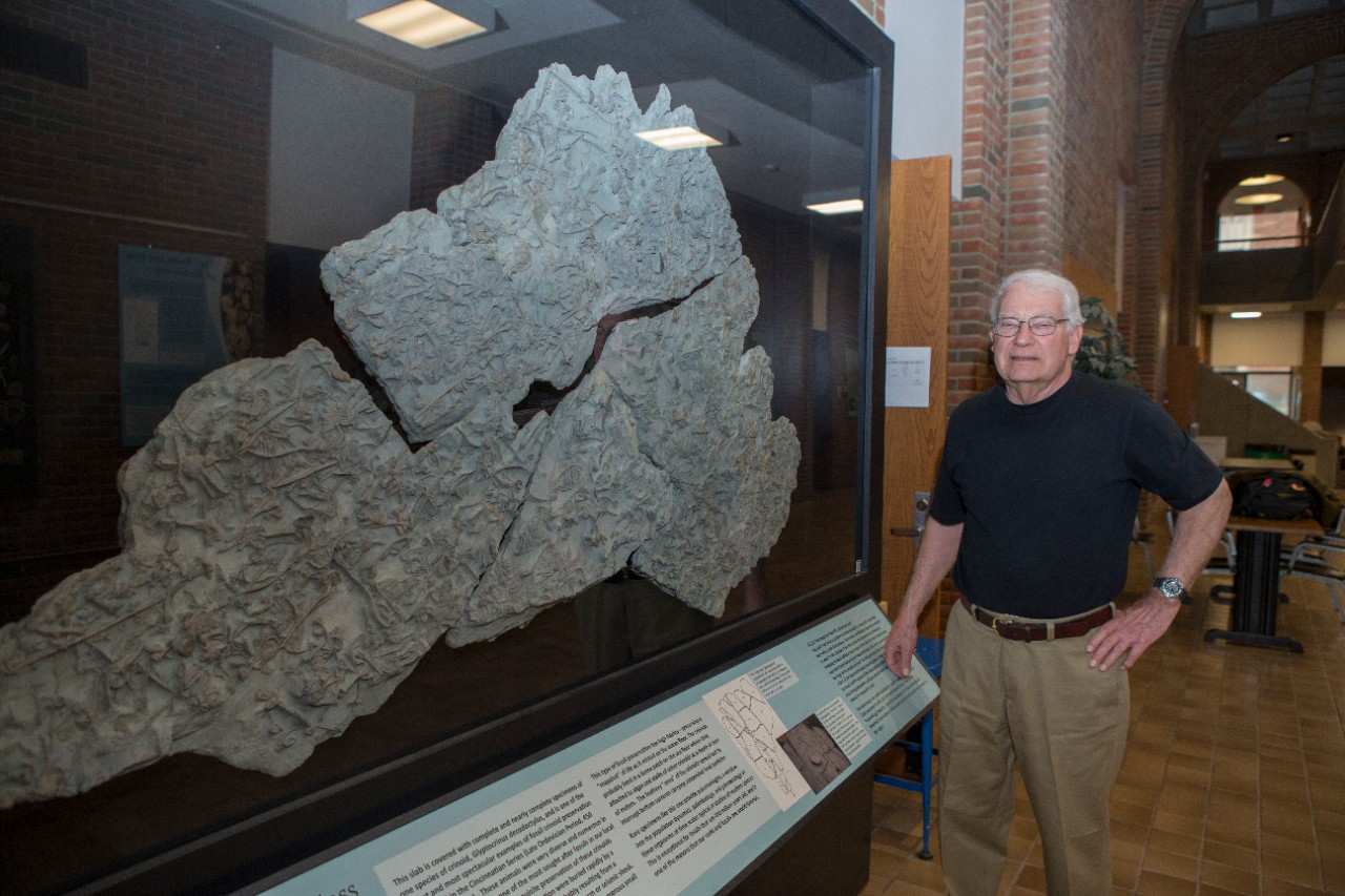 UC geology professor emeritus David Meyer stands in front of a slab of crinoid fossils on display at UC.