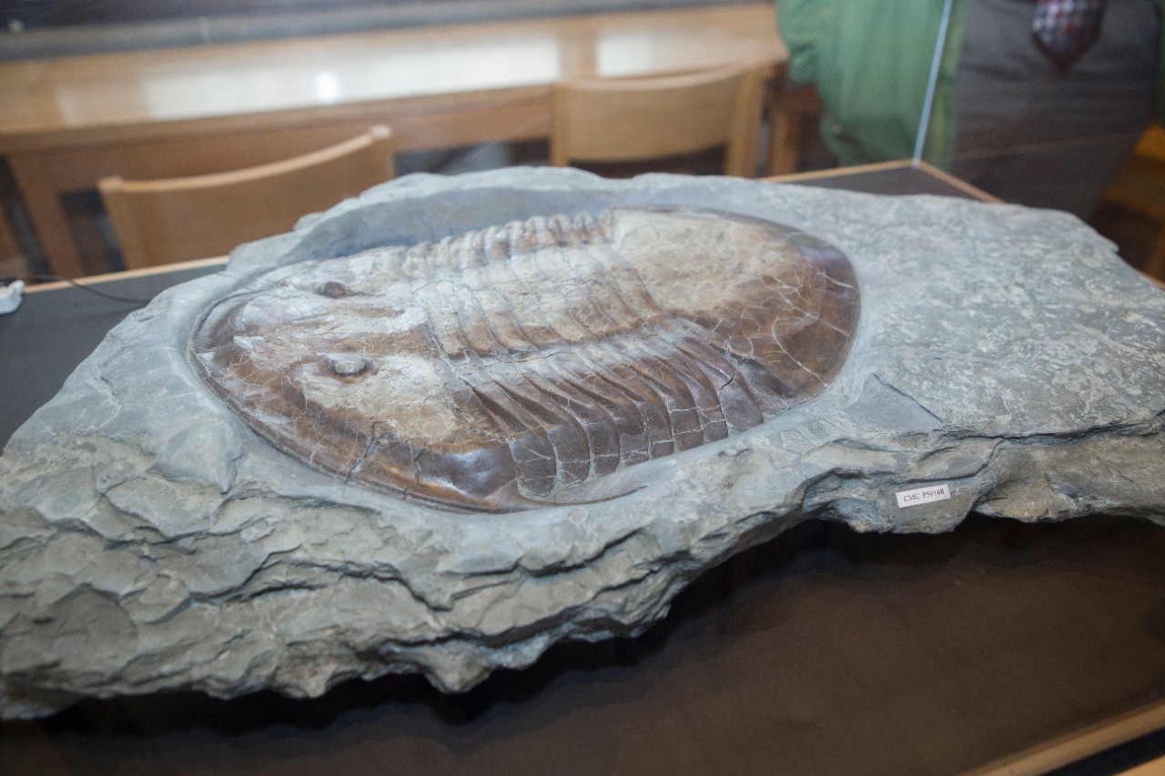 A trilobite fossil on display at UC.