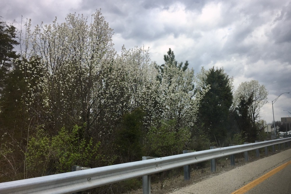 White flowered Caller pear trees line the side of an Ohio roadway.