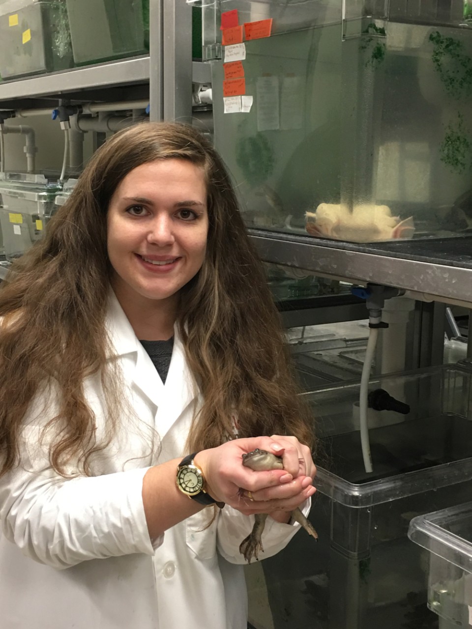 UC biology grad student, Katelin Schneider holds a full-grown frog used in her biology research lab. photo/Katelin Schneider