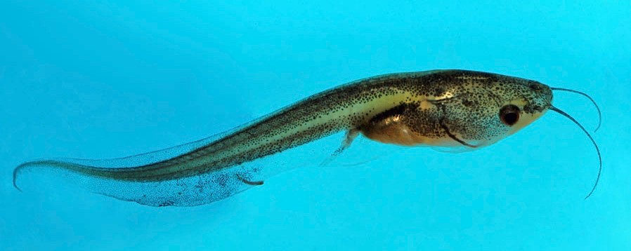 A Xenopus laevis tadpole showing the beginning of the hind limb development. photo/provided