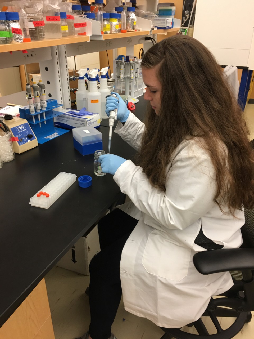 UC biology grad student, Katelin Schneider works in her lab on hormone research. photo/Katelin Schneider