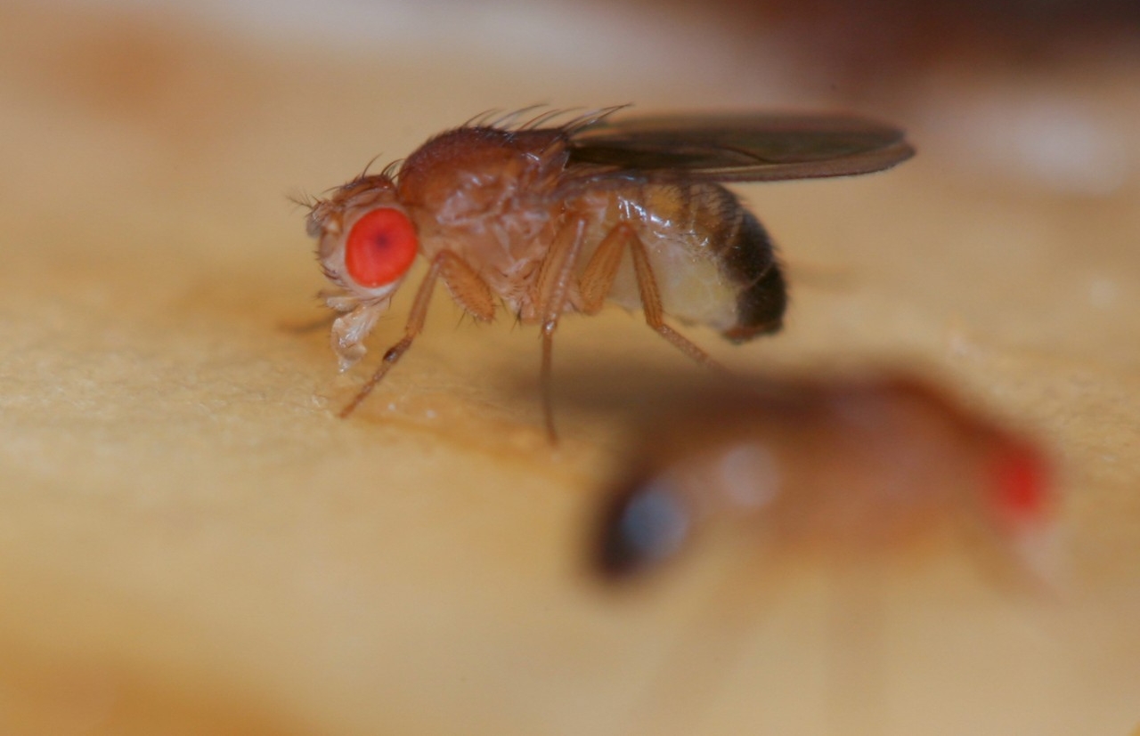 Fruit flies are known for their big red eyes and prolific reproduction. (Photo by Michal Polak/UC)