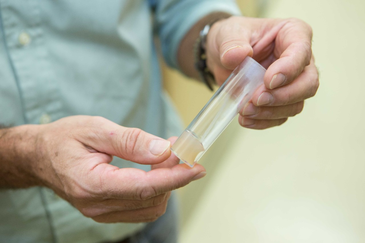 UC biologists separated males into vials filled with food of different nutritional values.