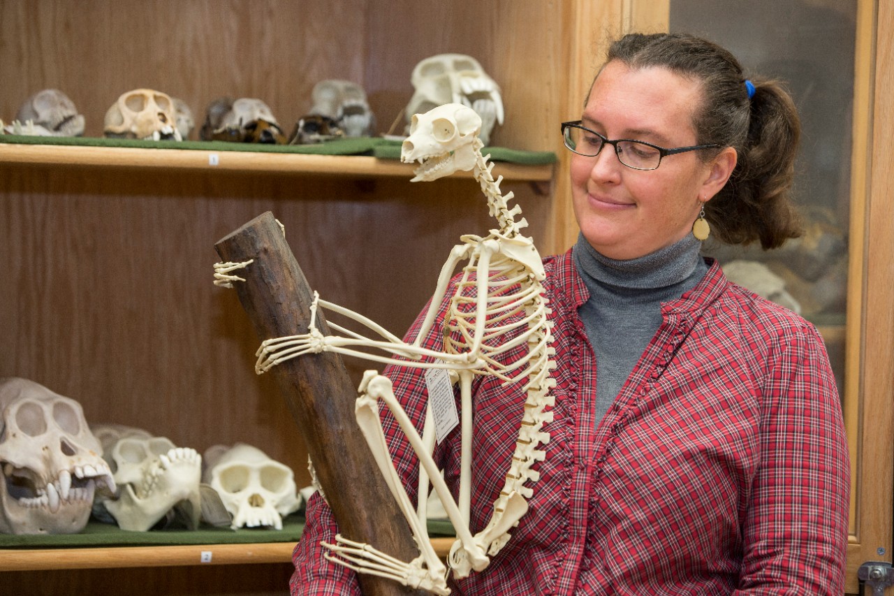 UC professor Brooke Crowley holds a skeleton of a lemur called an indri in the osteology lab of UC's Department of Anthropology. Crowley has a growing collection of animal bones for her students to study.