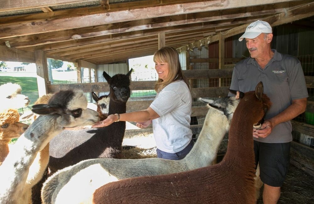 Wahl and his wife, Lori, share snacks with some of their alpacas. 