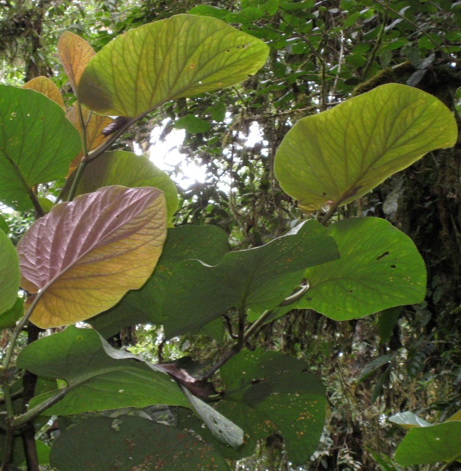 UC professor Eric Tepe discovered this species of plant, Piper kelleyi, nicknamed pink belly.