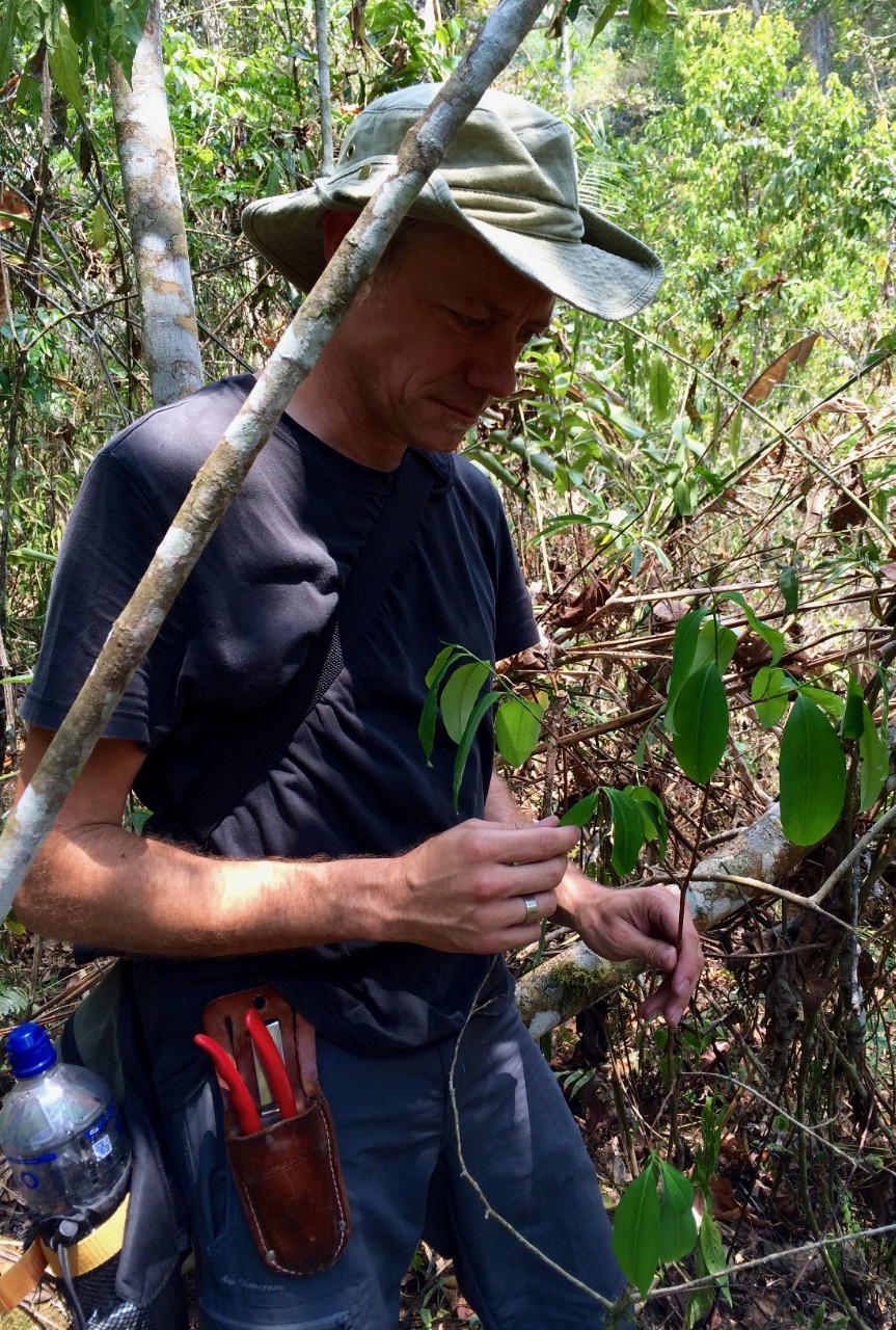 Eric Tepe examines a wild coca plant (Erythroxylum coca) in Chanchamayo, Peru. (Provided)