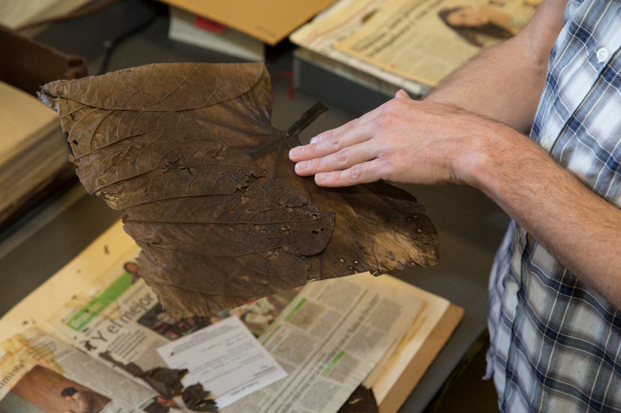 A freshly dried specimen is ready for cataloguing at UC's herbarium.