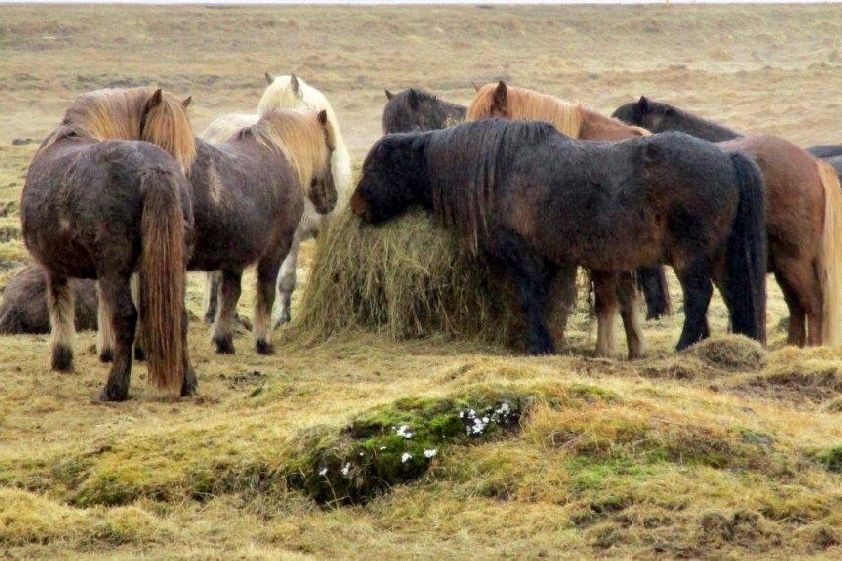 Icelandic horses stand together in a field.photo/Kevin Grace