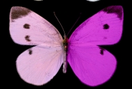 A brightly colored lavender and purple butterfly