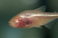 A close-up view of a fish that looks much like a goldfish except with no eyes