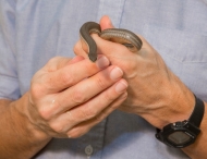 Close-up of hands holding a snake