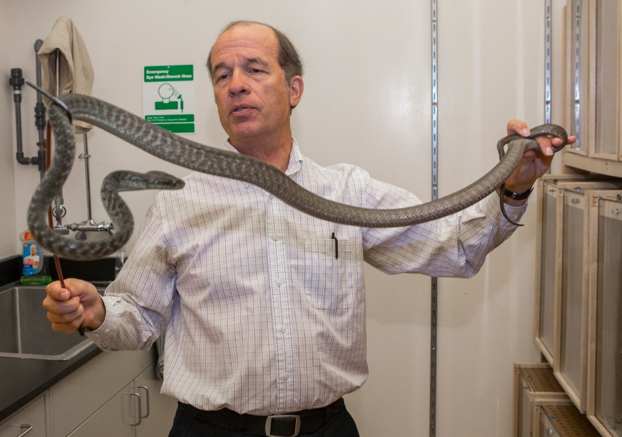 UC biology professor Bruce Jayne carefully holds a brown tree snake in his lab.