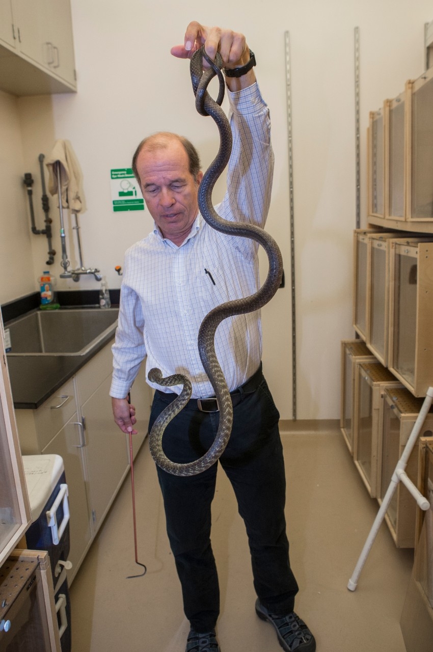 UC biology professor Bruce Jayne holds a mildly venomous brown tree snake. These snakes are notorious for decimating wild bird populations in Guam.