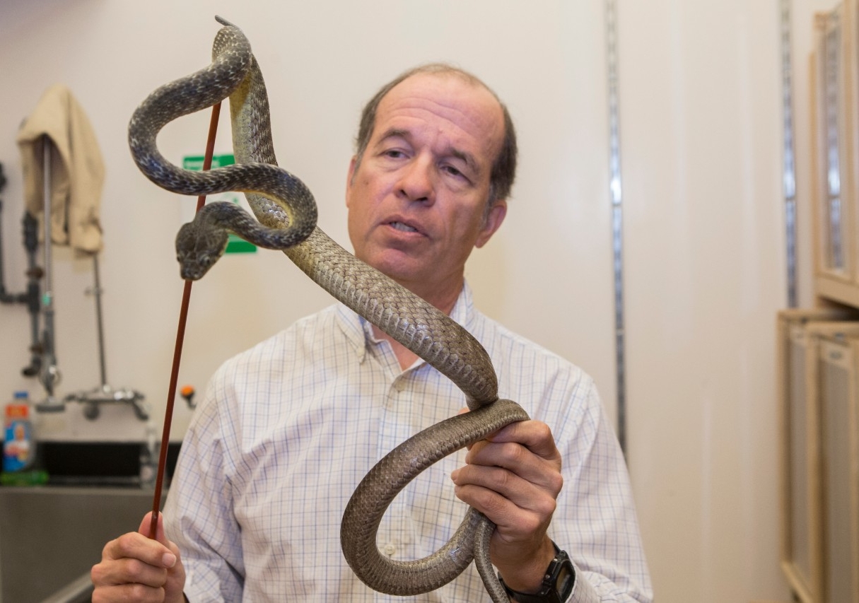 UC biology professor Bruce Jayne carefully holds a brown tree snake in his lab.