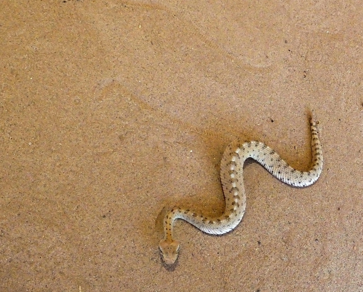 A Colorado Desert sidewinder demonstrates sidewinding motion. (Wikimedia Commons)