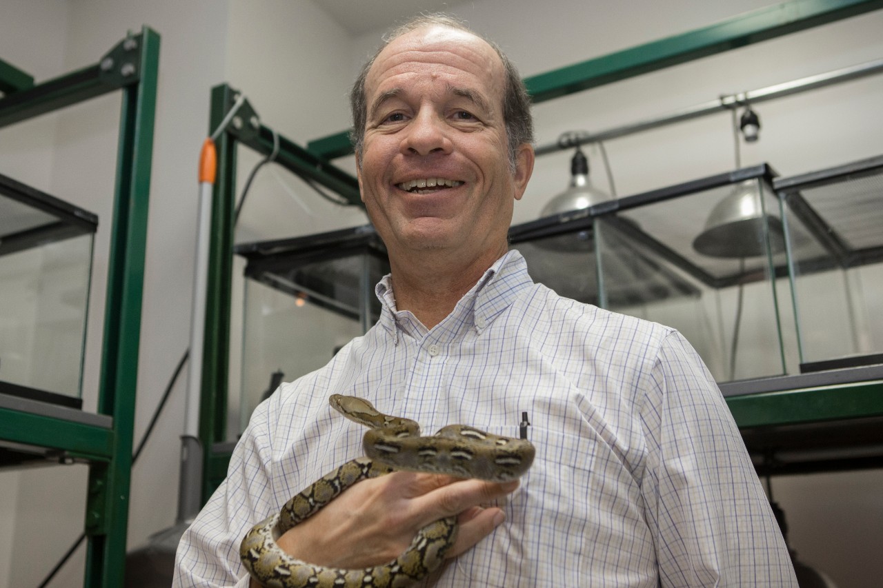 UC professor Bruce Jayne holds a baby reticulated python in his snake lab, where he is studying snake vision.