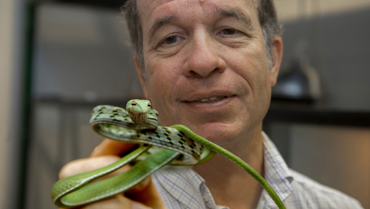 UC biologist Bruce Jayne holds a vine snake in his snake lab.