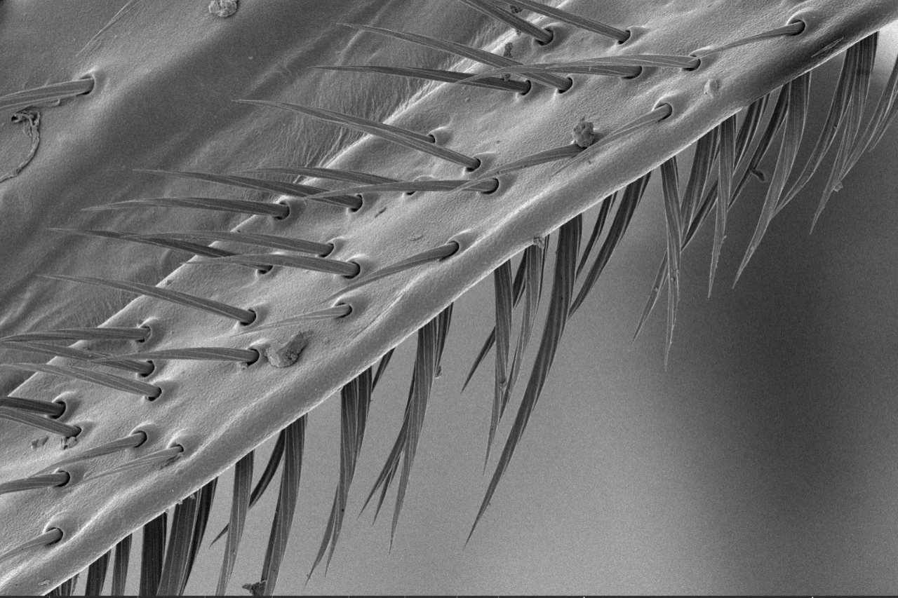The hairs of a bee's leg magnified with an electron microscope.