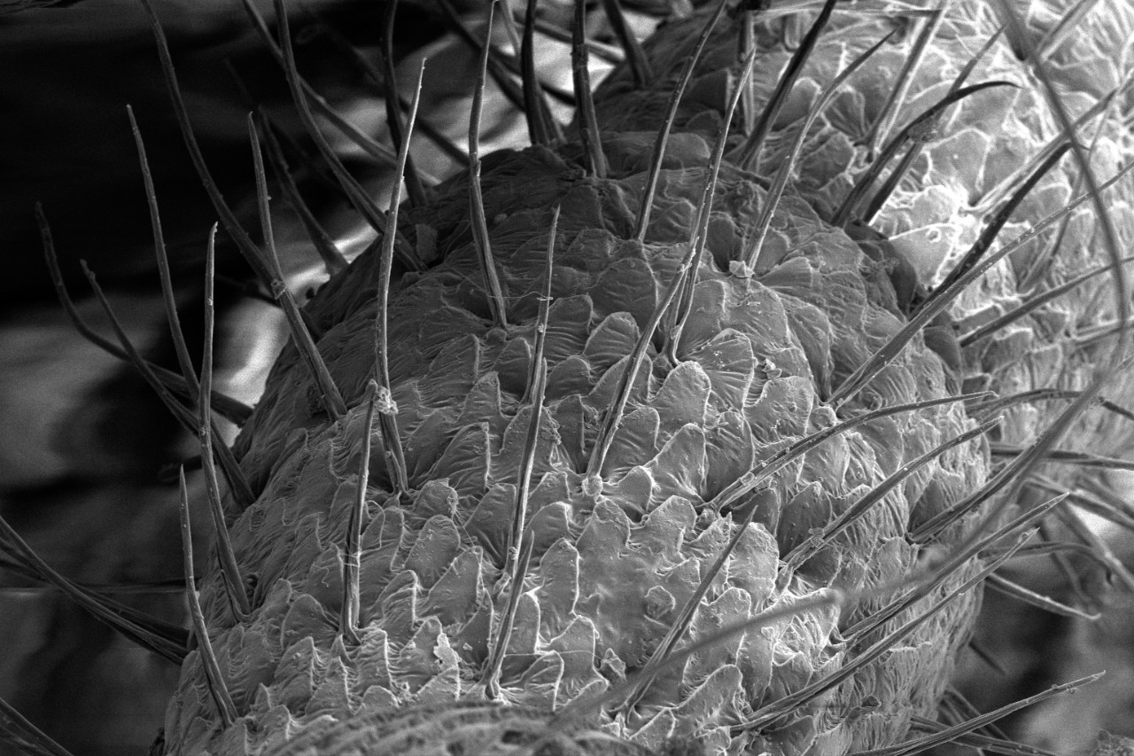 Microscopic examination reveals fine hairs and scales on the pillbug. (Photo by Melodie Fickenscher.)