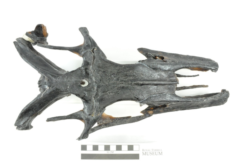 AS2OV × アシモクラフツ moscokezuru moscokezuru Pyrite/oxidized bone - Mosasaur? Central Texas - Fossil ID
