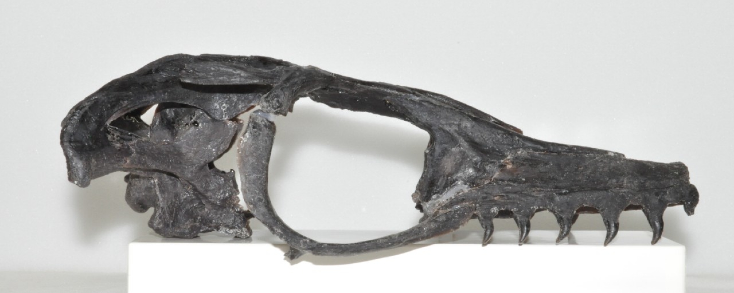 AS2OV × アシモクラフツ moscokezuru moscokezuru Pyrite/oxidized bone - Mosasaur? Central Texas - Fossil ID