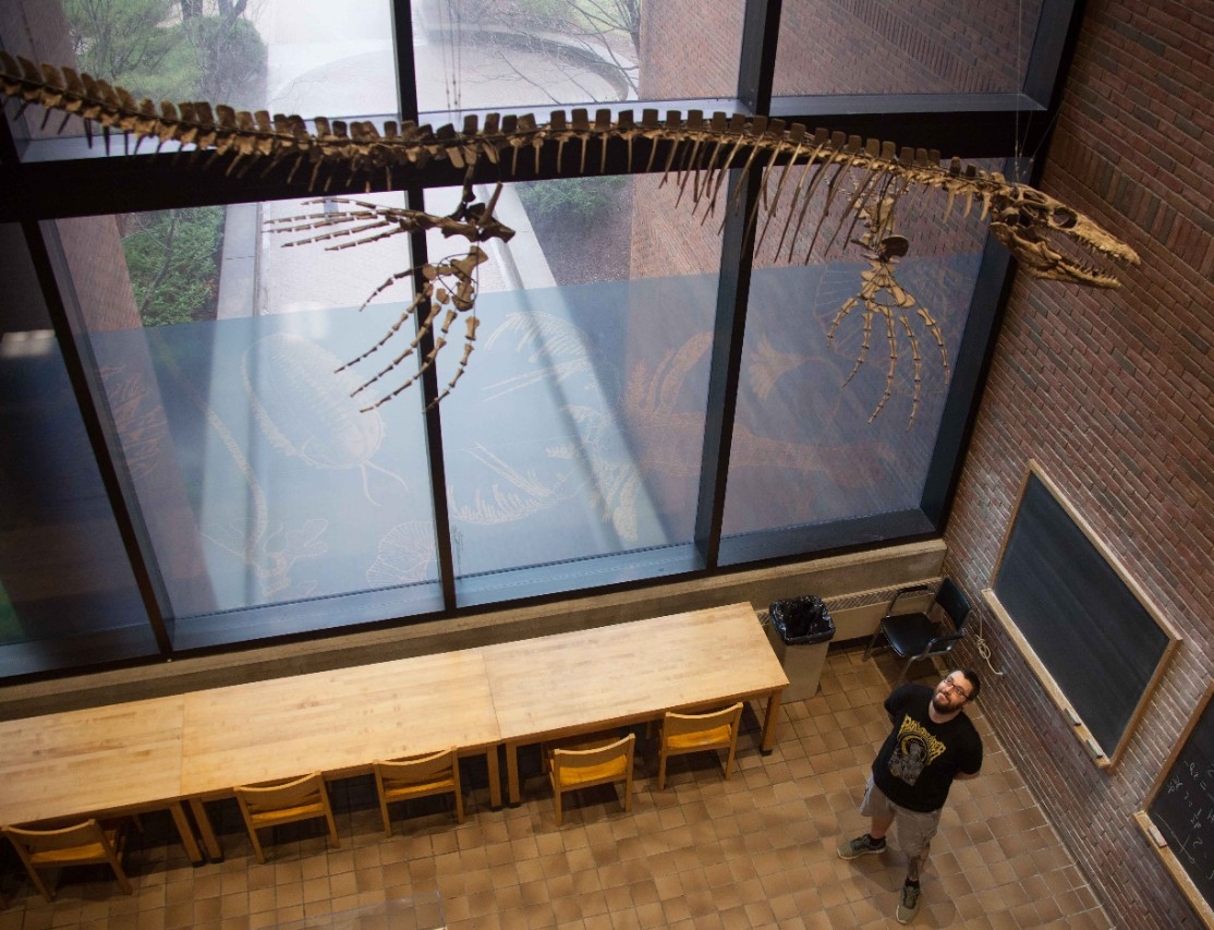 UC graduate student Samuel Garvey peers up at a fossilized mosasaur on display in UC's Geology-Physics Building.