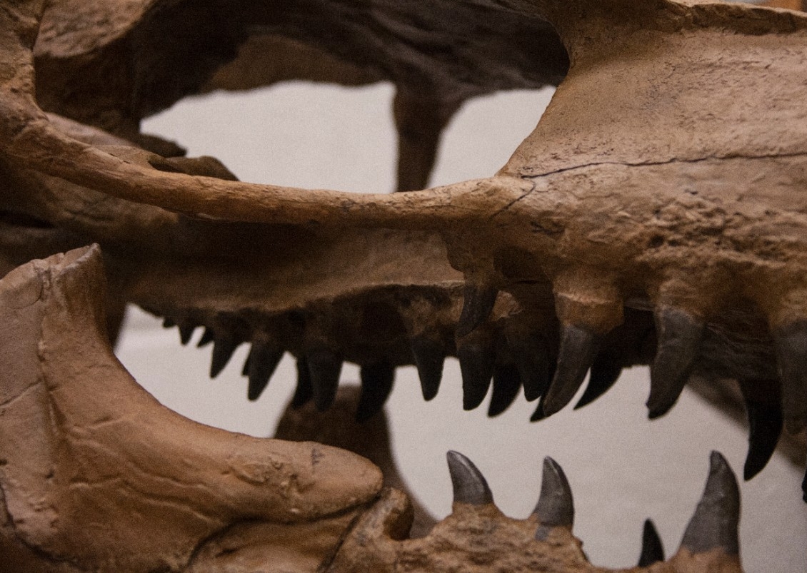 UC researchers study mosasaur teeth, among other clues, to learn more about their likely prey.