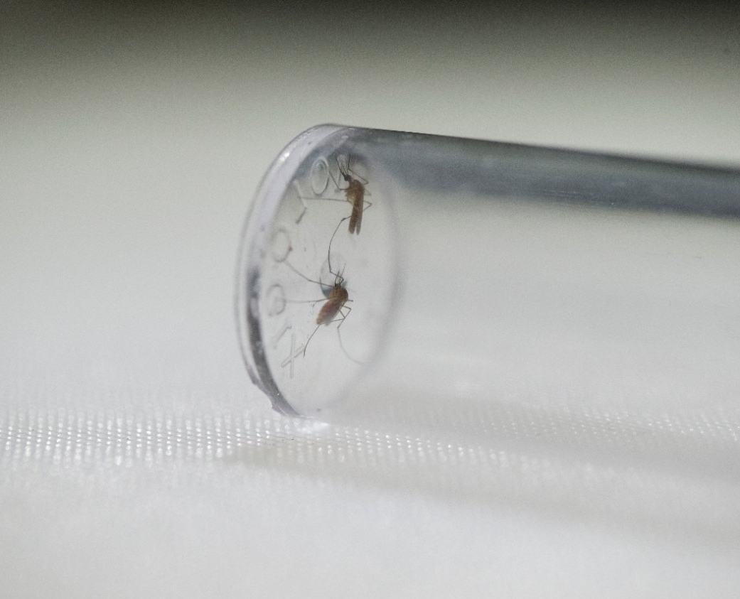 The UC study found that dehydrated mosquitoes were more likely to seek a blood meal than mosquitoes that were not thirsty.