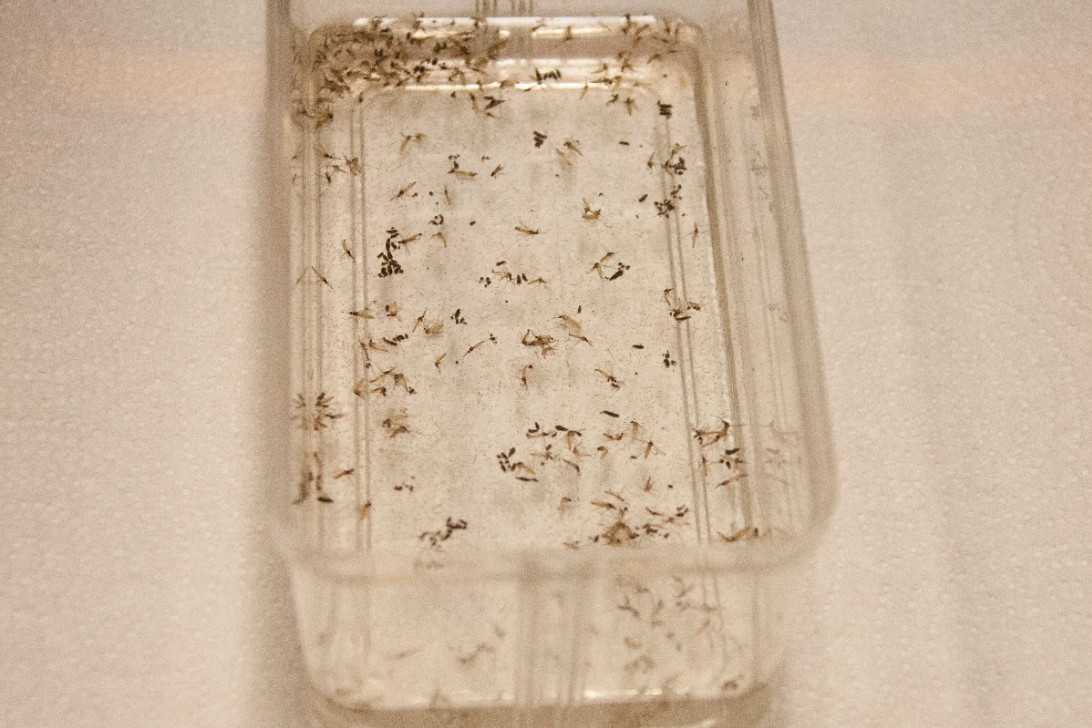 The UC biology lab raises mosquito larvae for future studies. (Photo by Ravenna Rutledge)