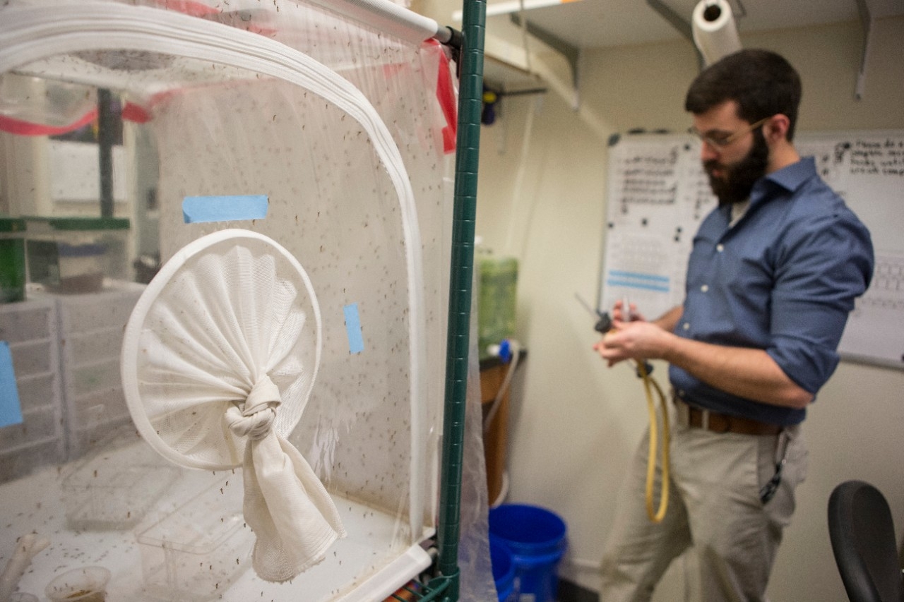UC graduate student Christopher Holmes works in the biology lab's mosquito room. The lab keeps large numbers of mosquitoes segregated by species in large mesh habitats.