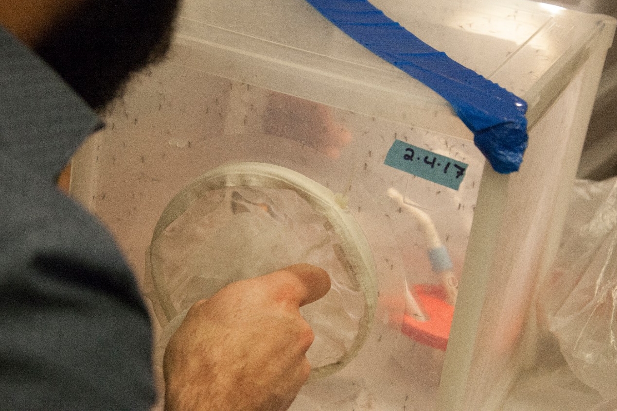 UC biologists keep mosquitoes separated by species in mesh covered habitats. (Photo by Ravenna Rutledge)