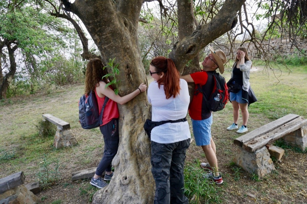 UC students hug a large tree in Oaxaca, Mexico, believed to take away anxieties and depression.