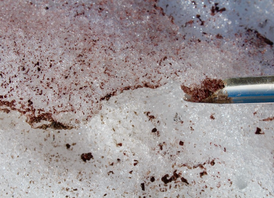 A steel scoop/spatula holds pink snow algae freshly scooped from surface snow on a volcanic glacier.