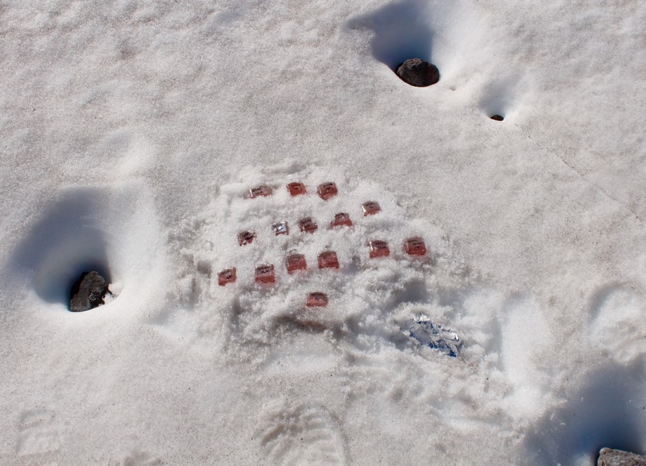 Bottles of pink snow algae samples rest enbeded in the snow to stay cold.